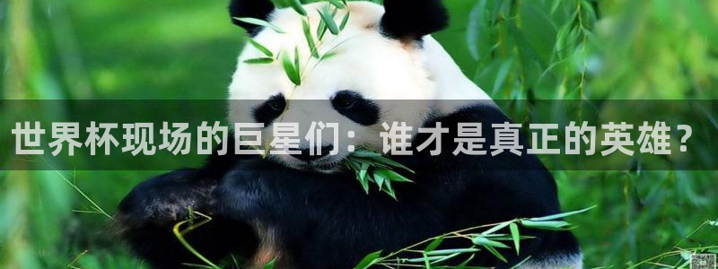 2026世界杯中国队：世界杯现场的巨星们：谁才是真正的英雄？